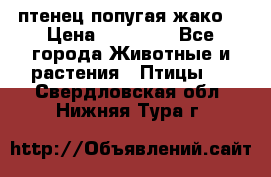 птенец попугая жако  › Цена ­ 60 000 - Все города Животные и растения » Птицы   . Свердловская обл.,Нижняя Тура г.